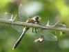 Leucorrhinia caudalis